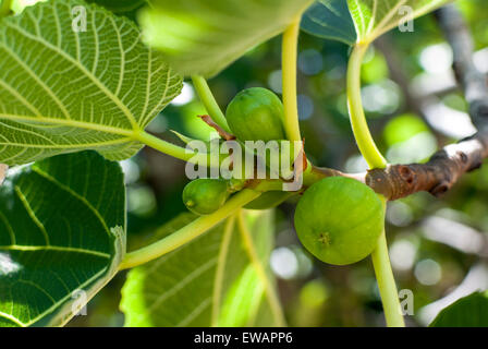 Green figs On Branch Closeup Stock Photo