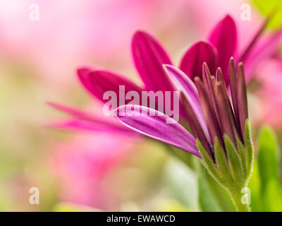 Closeup shot of osteospermum flowers Stock Photo