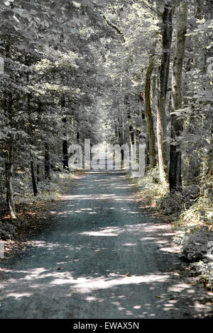 Single lane forest road in midday.  Image color is desaturated yielding an infrared effect. Stock Photo