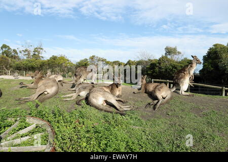 A group of kangaroos laying on the ground in animal park Stock Photo