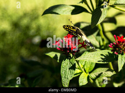 Anise swallowtail butterfly, Papilio zelicaon, is found in western North America Stock Photo