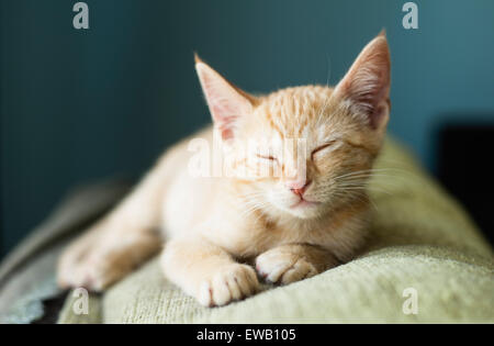 Orange tabby kitten sleeping on the top of a couch. Stock Photo