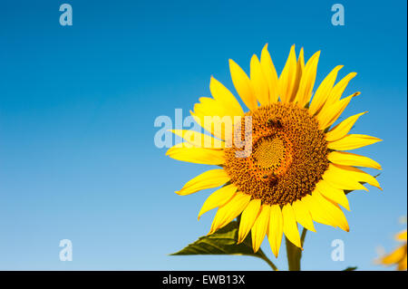Big sunflower in the garden and blue sky, Thailand Stock Photo