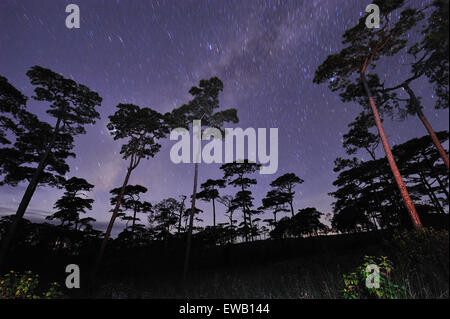 Beautiful night sky full of stars at pine tree forest Phu Soi Dao national park Uttaradit province Thailand Stock Photo