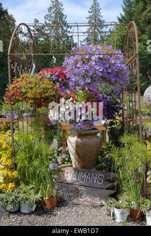 Display of Summer blooms in a farm and garden nursery Canby Oregon. Stock Photo