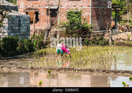 Woman plants rice in a rice paddy. Photographed in Chitwan national park, Nepal Stock Photo