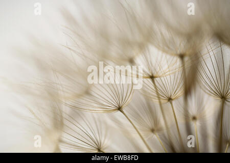 Dandelion family, Geropogon hybridus is native to the Mediterranean and adjacent areas. Photographed in Israel in March Stock Photo