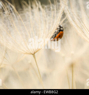 Coccinella septempunctata, the seven-spot ladybird on a Geropogon hybridus Dandelion. Photographed in Israel in March Stock Photo
