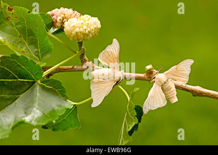 domesticated Silkmoth on a white mulberry branch Stock Photo