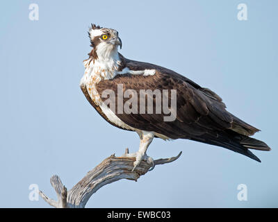 Osprey standing on a dead tree branch Stock Photo