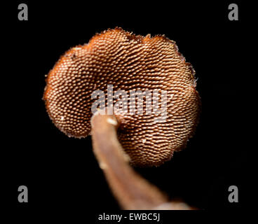 Ear-Pick Fungus: Auriscalpium vulgare. On buried pine cone - excavated for photograph. Surrey, England Stock Photo