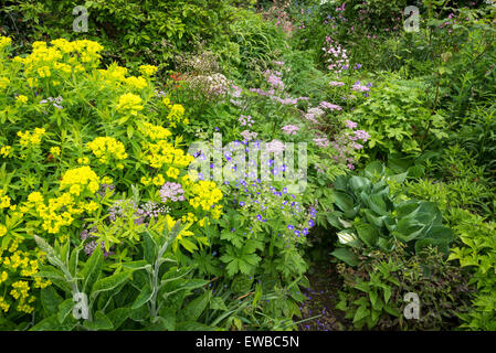 Early summer planting in an English country garden. Euphorbias, hardy Geraniums, Hosta and other plants in an informal planting. Stock Photo