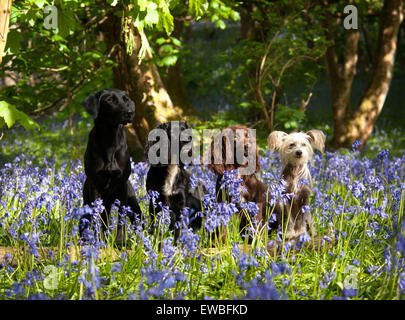 A group of four dogs in a patch of bluebells in a woodland scene Stock Photo