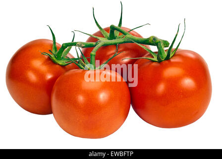 Delicious tomatoes on the vine. Isolated on white Stock Photo