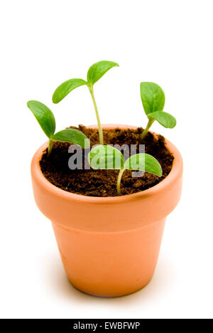 New seedlings in clay pot shot overhead isolated on white Stock Photo