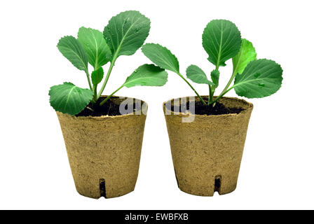 Baby vegetable plants in biodegradable pot isolated on white background Stock Photo