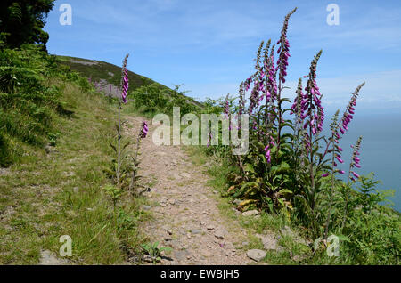 foxgloves digitalis purpurea lining a coast path walk at Countisbury Exmoor Devon England Stock Photo