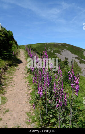 foxgloves digitalis purpurea lining a coast path walk at Countisbury Exmoor Devon England Stock Photo