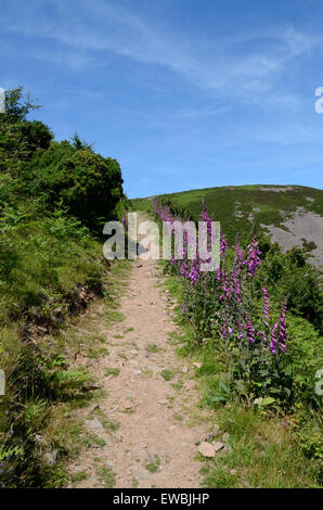 foxgloves digitalis purpurea lining a coast path walk at Countisbury Exmoor Devon England Stock Photo