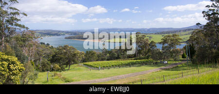 Small vineyard and fields by the Tamar River in the Tamar Valley near Launceston, Tasmania, Australia Stock Photo