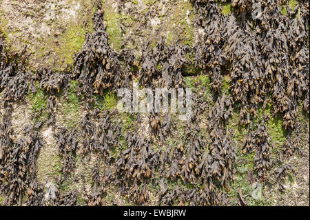 Lower shore seaweed kelp algae young toothed or serrated wrack dominates rocky shore algal sheet Enteromorpha Stock Photo