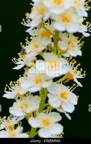 Chokecherry (Prunus virginiana) blossoms, Crooked Wild & Scenic River, Crooked River National Grassland, OR Stock Photo