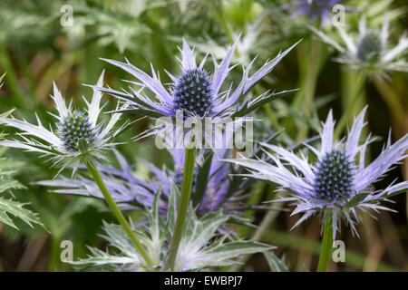 Large spiky flower heads of the sea holly, Eryngium x zabelii 'Big Blue' Stock Photo