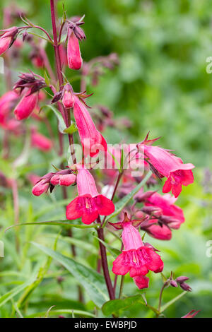 Tubular red flowers of the evergreen sub shrub, Penstemon 'Firebird' Stock Photo