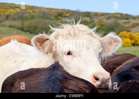 Inquisitive young white bull Bos taurus (cattle) outside on a farm. UK, Britain Stock Photo