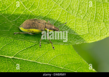 Weevil, weevils, Gelbrandrüssler, Gelbrand-Rüssler, Dunkelgrüner Gelbrandrüssler, Chlorophanus viridis Stock Photo