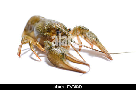 Live crayfish close up on a white background. Stock Photo