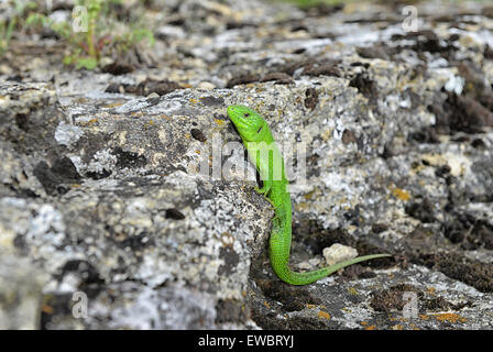 Green and black Garden Lizard peering over rocks Stock Photo