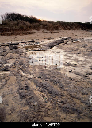 Buried land surface exposed at low tide, Lligwy Beach, Moelfre, Anglesey, North Wales, UK Stock Photo