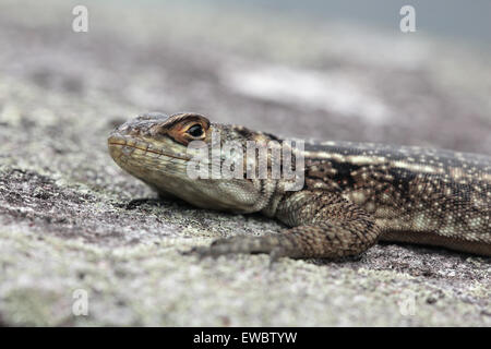 Duméril's Madagascar Swift or Madagascar spotted Spiny-tailed Iguana (Oplurus quadrimaculatus), Pic San Luis, Madagascar Stock Photo