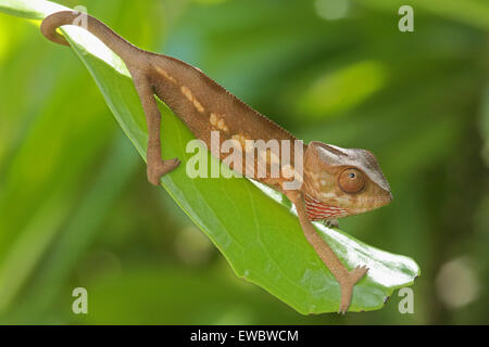 Juvenile Panther Chameleon (Furcifer pardalis) Nosy Mangabe, Madagascar Stock Photo