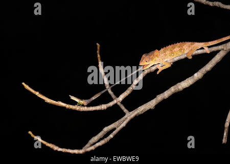 Juvenile Panther chameleon (Furcifer pardalis) zapping grasshopper with long tongue, Andasibe-Mantadia National Park, Madagascar Stock Photo