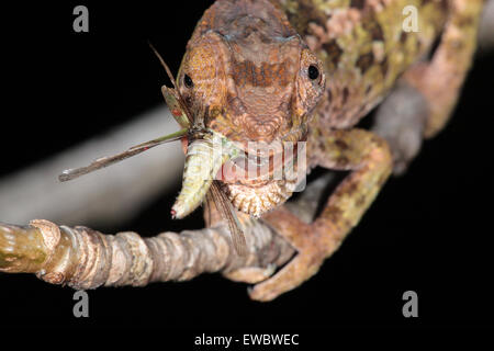 Juvenile Panther chameleon (Furcifer pardalis) eating grasshopper, Andasibe-Mantadia National Park, Madagascar Stock Photo