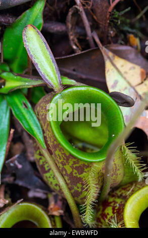 Pitcher plants (Nepenthes ampullaria) in Kubah National Park, Sarawak, Malaysian Borneo Stock Photo