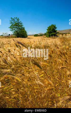 Apulia Country Wheat field in Apulia, Italy. Alta Murgia National Park is a limestone ...