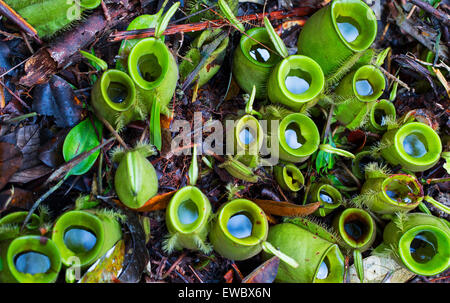 Pitcher plants (Nepenthes ampullaria) in Kubah National Park, Sarawak, Malaysian Borneo Stock Photo