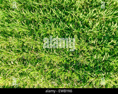 beautiful lawn of green grass is photographed in close-up Stock Photo ...