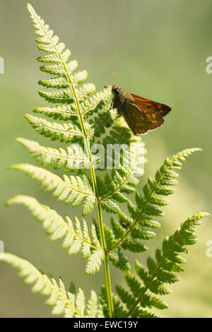 Large Skipper - Ochlodes sylvanus Stock Photo