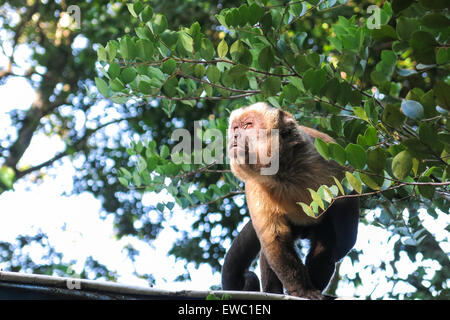 Gracile capuchin monkey, a capuchin monkeys in the genus Cebus. Las Pampas de Yacuma National Park, Amazon, Bolivia Stock Photo