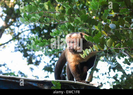 Gracile capuchin monkey, a capuchin monkeys in the genus Cebus. Las Pampas de Yacuma National Park, Amazon, Bolivia Stock Photo