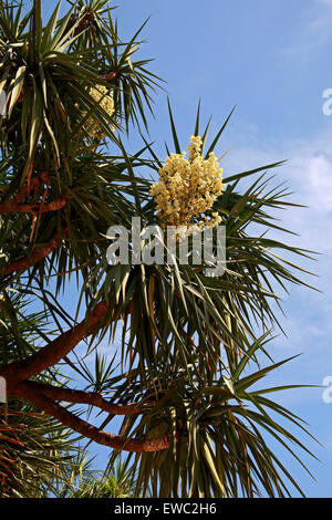 Joshua Tree, Yucca brevifolia, Asparagaceae. Native to southwestern North America, California, Arizona, Utah and Nevada. Stock Photo