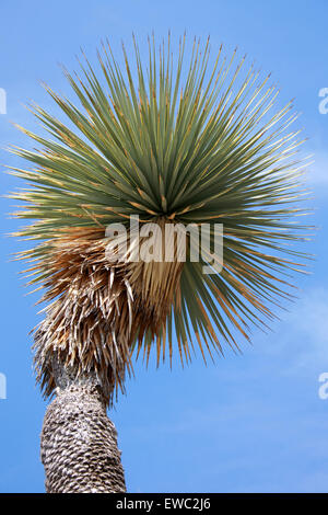 Beaked Yucca, Big Bend Yucca, Yucca rostrata, Agavoideae, Asparagaceae. Native to Texas, Chihuahua and Coahuila, Mexico. Stock Photo