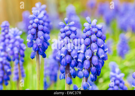 Group of blue grape hyacinths and green leaves in spring Stock Photo