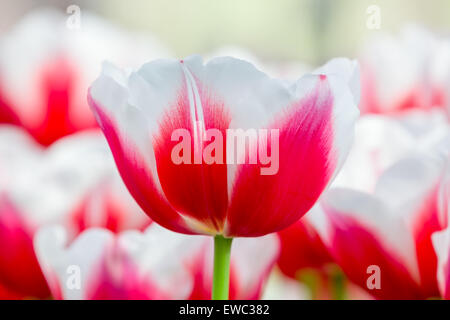 Red with white tulip in front of tulips field Stock Photo