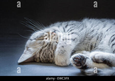 Young black silver tabby cat lying lazy and sleepy isolated on grey black background