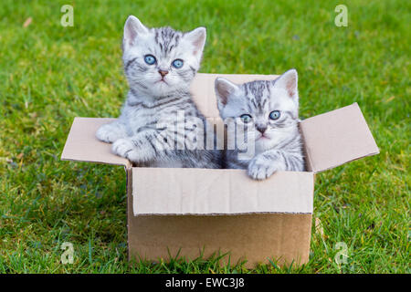 Young british shorthair black silver tabby cats in cartboard box on grass Stock Photo